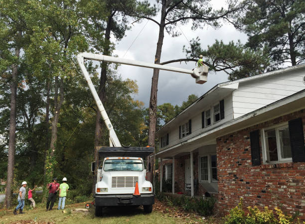 How Our Tree Care Process Works  in  Centerville, SC