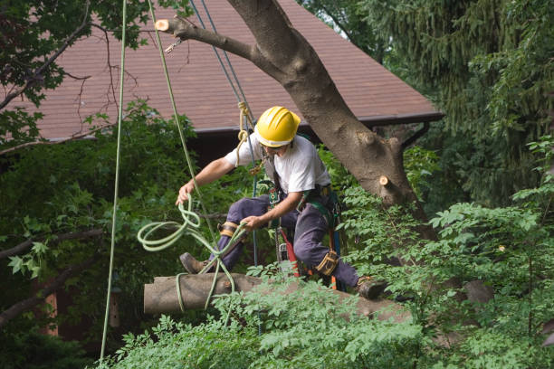 Professional Tree Care in Centerville, SC