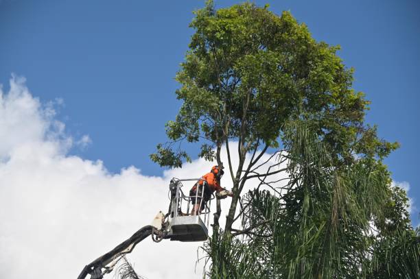 Tree and Shrub Care in Centerville, SC